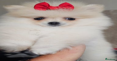 Pomeranian dogs - Advert 7