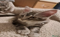 Maine Coon cats for sale: Silver/ white tabby - Image 3