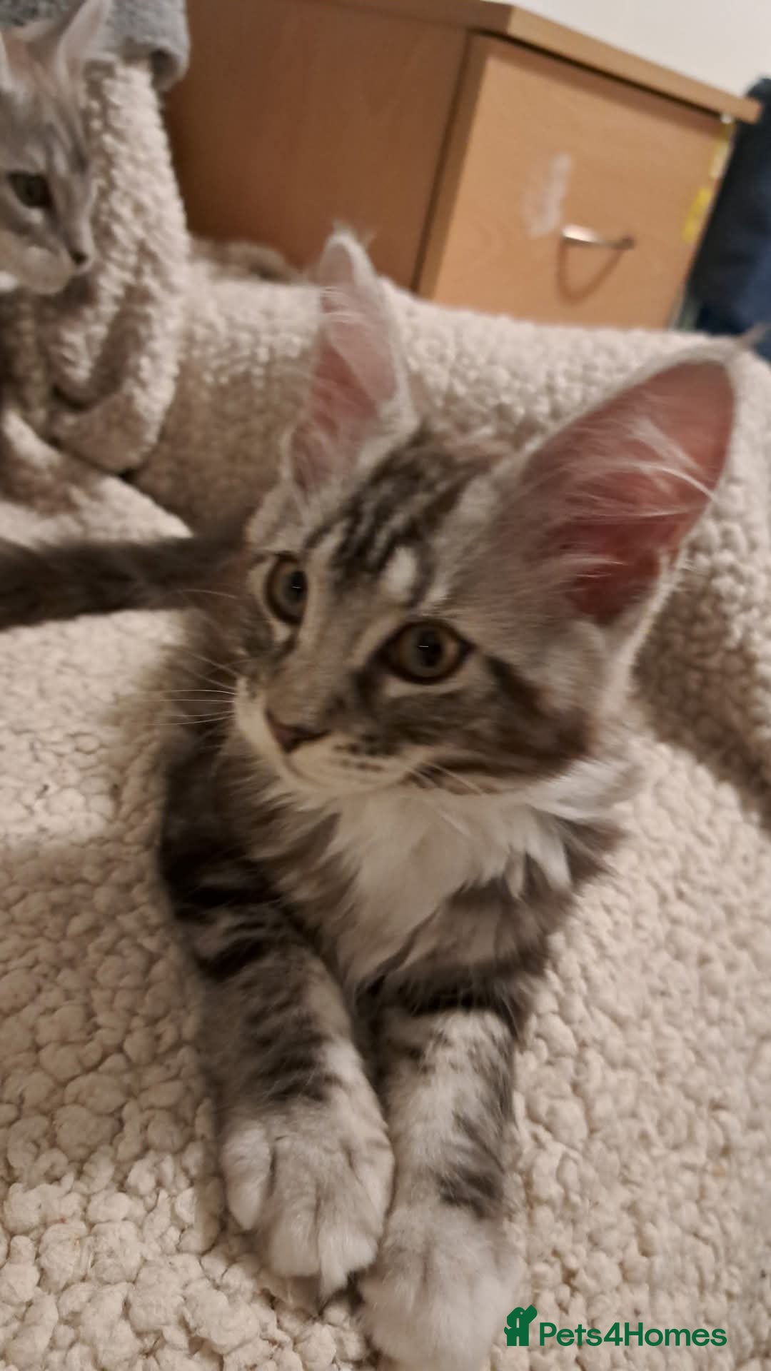Maine Coon cats for sale: Silver/ white tabby - Image 3