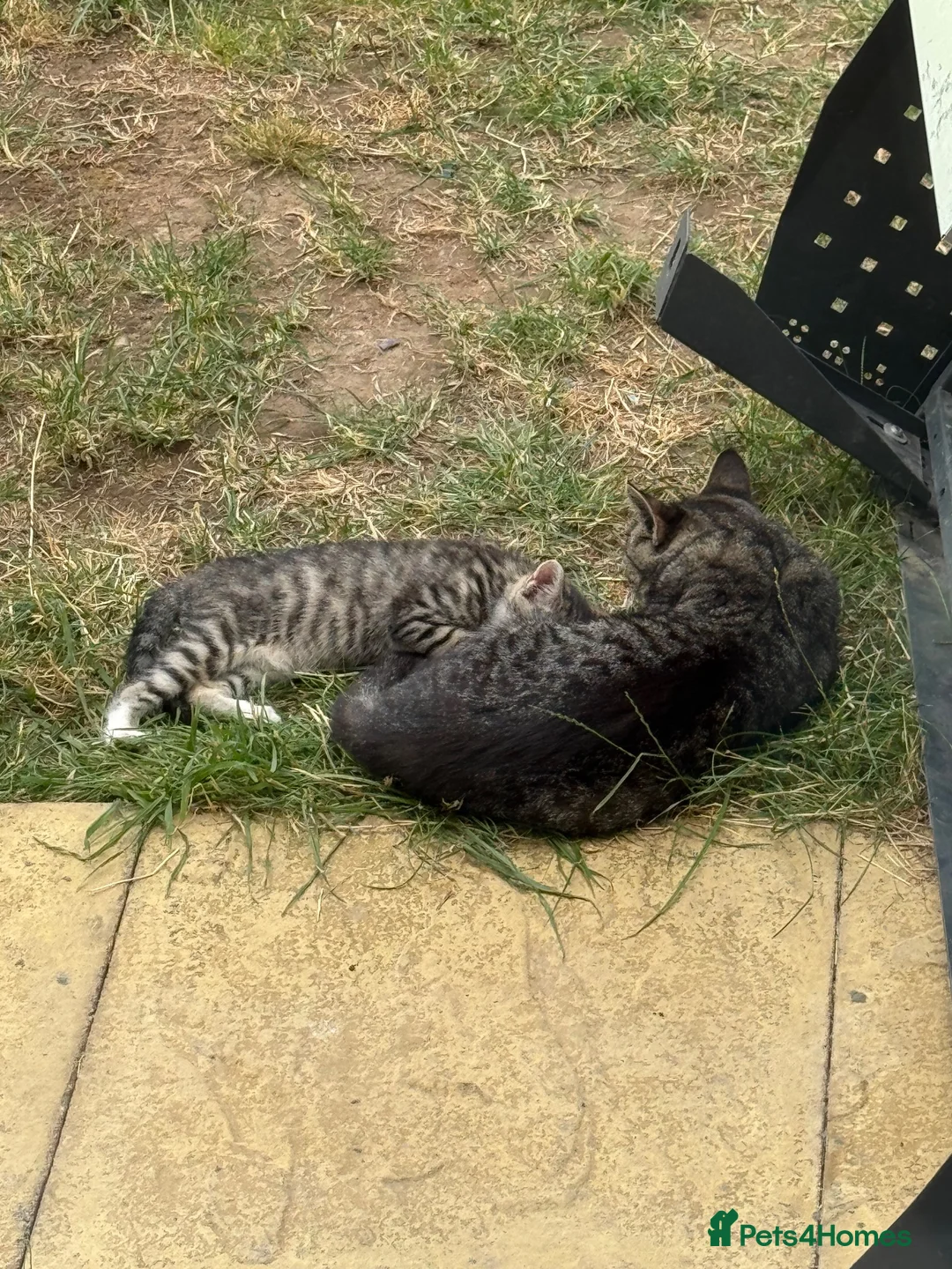 Mixed Breed cats for sale: Mummy And kitten  in Colchester - Advert 5