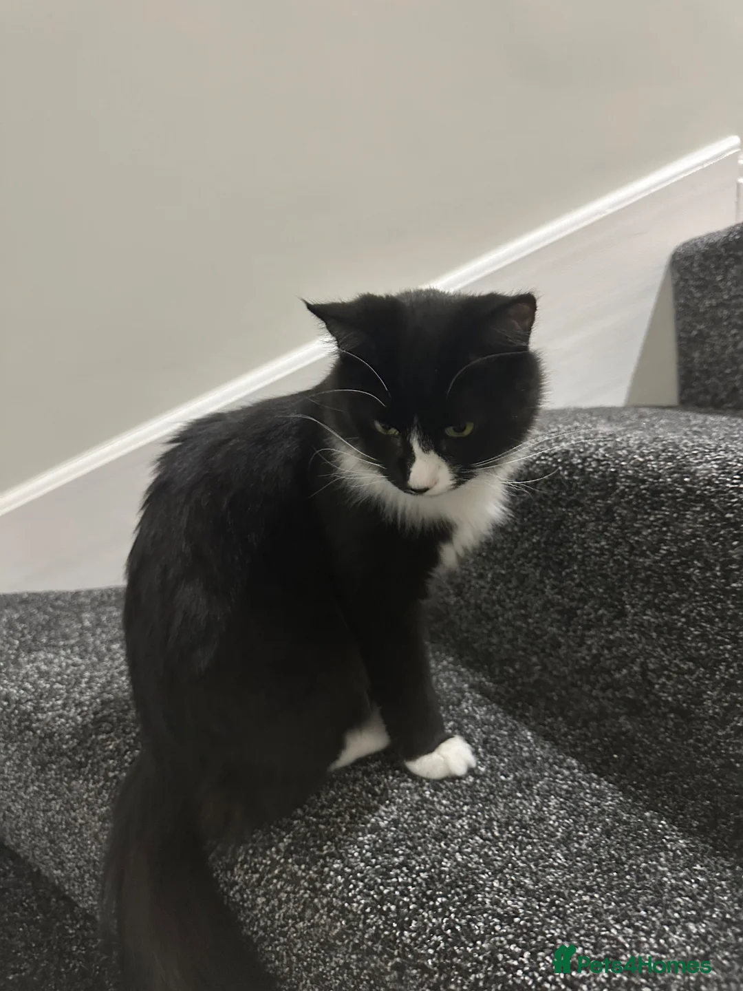 Mixed Breed cats for sale: Kinny  - Advert 1