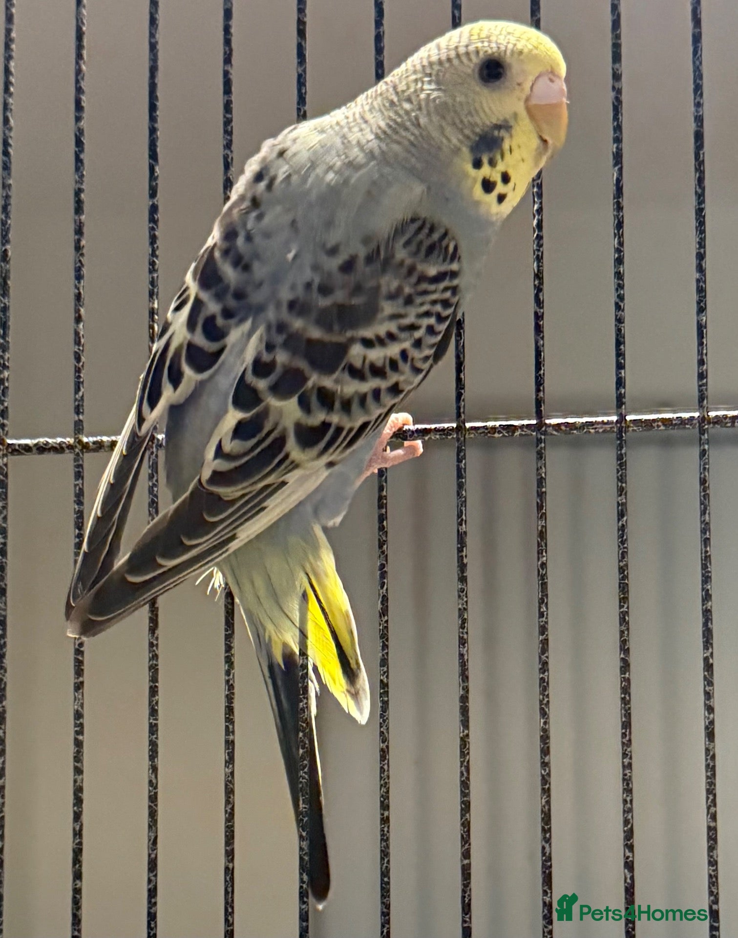 Budgerigars birds Olive Green & Grey-Blue Budgies Runcorn - Advert 2