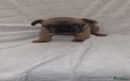 French Bulldog dogs for sale: 4 Gorgeous frenchies  - Advert 7