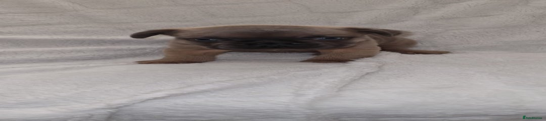 French Bulldog Puppy 2