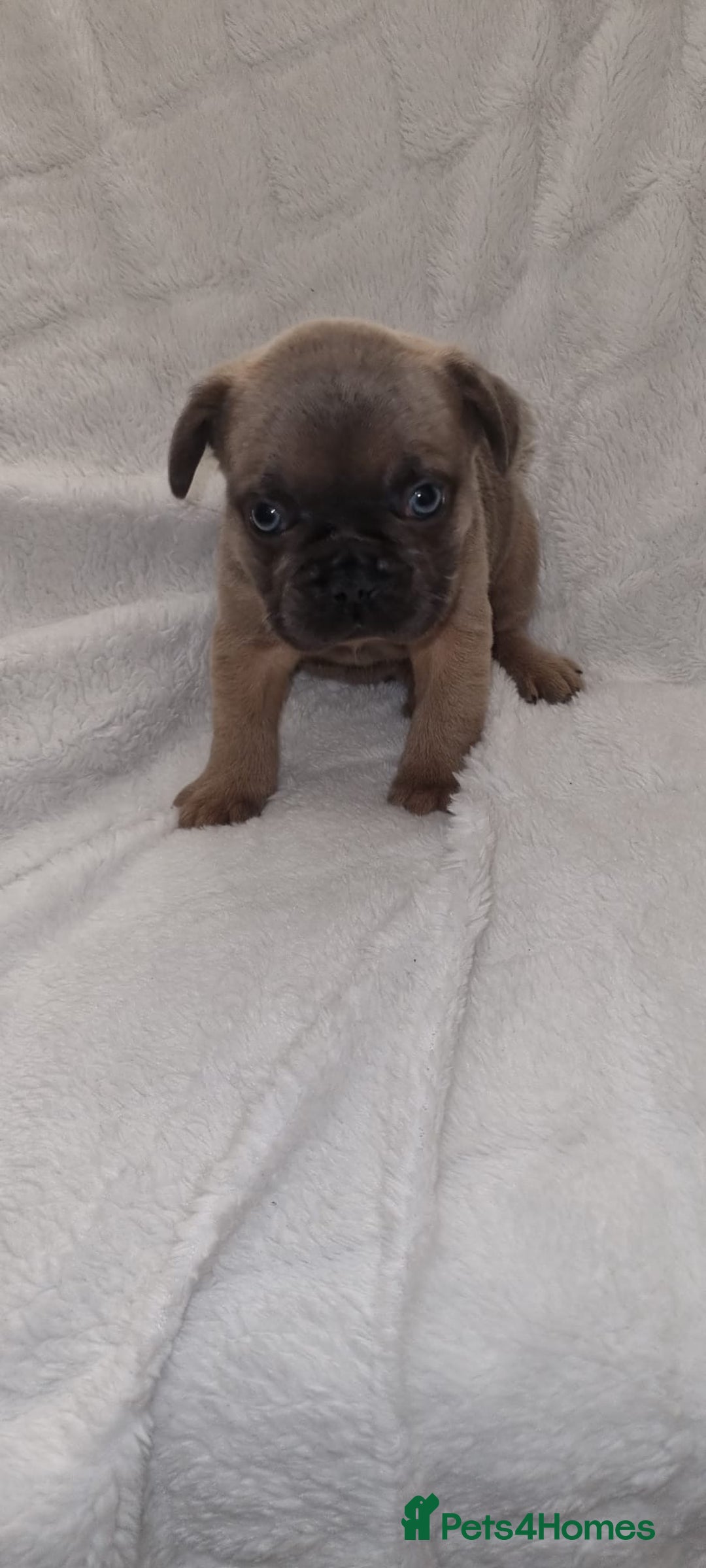 French Bulldog dogs for sale: 4 Gorgeous frenchies  - Advert 7