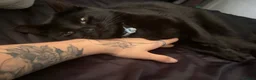 Mixed Breed cats for sale: Milo and Nina  - Advert 1