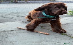 Cocker Spaniel dogs for sale: Cocker Spaniel - Show - Image 3