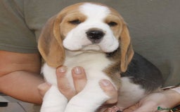 Beagle dogs for sale: Beautiful beagle puppies for sale  - Image 2