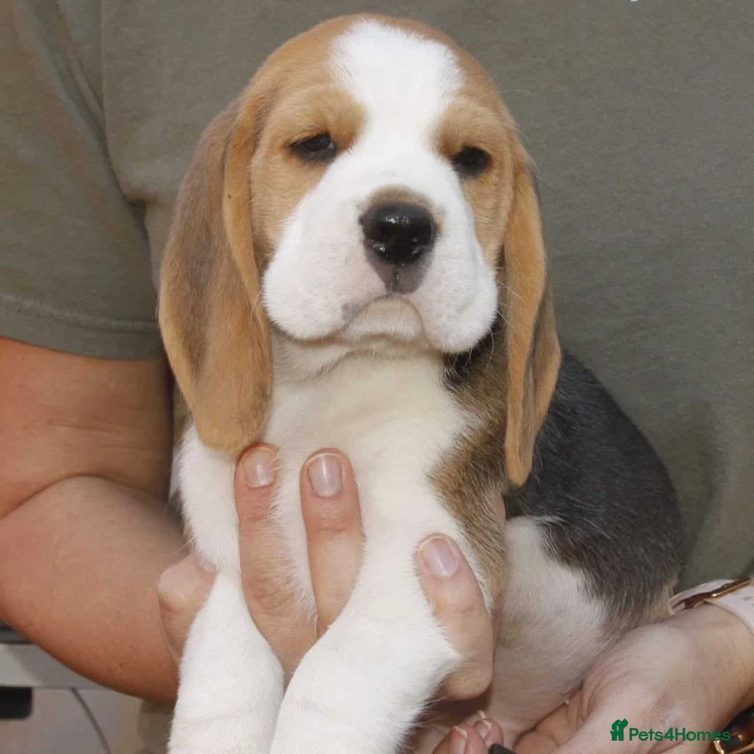 Beagle dogs for sale: Beautiful beagle puppies for sale  - Image 2