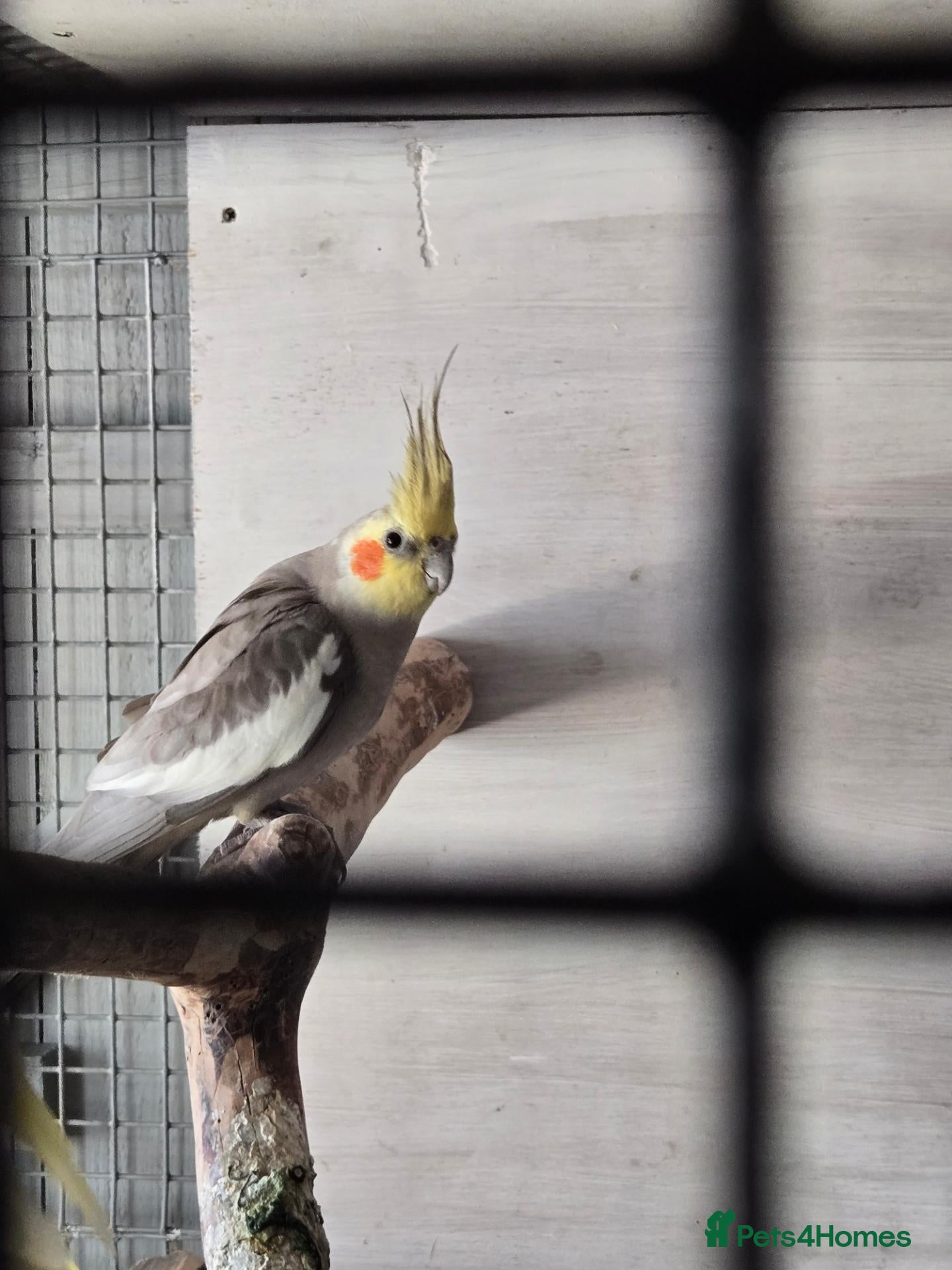 Cockatiels birds Proven pair pied cockatield - Advert 12