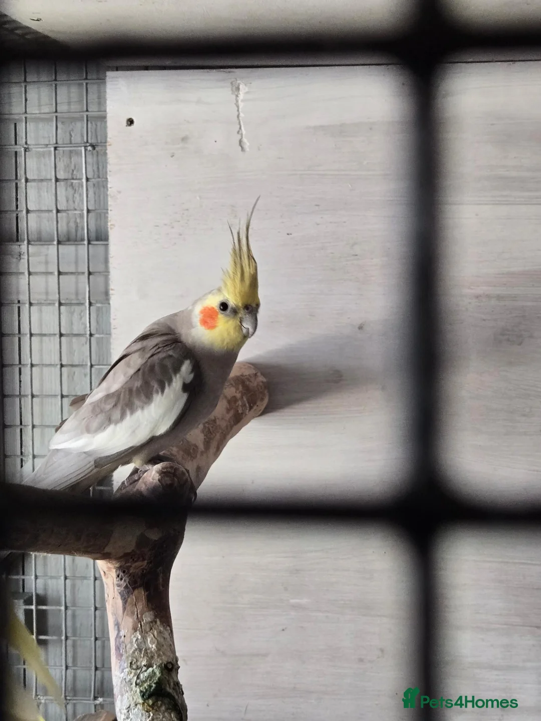 Cockatiels birds for sale: Proven pair pied cockatield - Advert 1