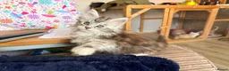 Maine Coon cats for sale: Two registered mainecoon kittens (1 poly)  - Advert 10