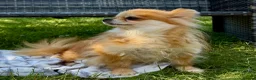 Pomeranian dogs for adoption: DARCY – Miniature Pomeranian - Advert 4