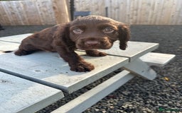 Cocker Spaniel dogs for sale: Ready to leave, Last Chocolate Boy Working Cocker  - Image 2