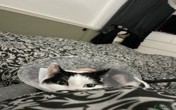 Mixed Breed cats for sale: Bellini & Martini - Image 6