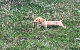 Cocker Spaniel dogs for sale: Working cocker spaniel last girl available  - Image 14