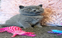 British Shorthair cats for sale: British Shorthair Male Kitten (GCCF) - Advert 19