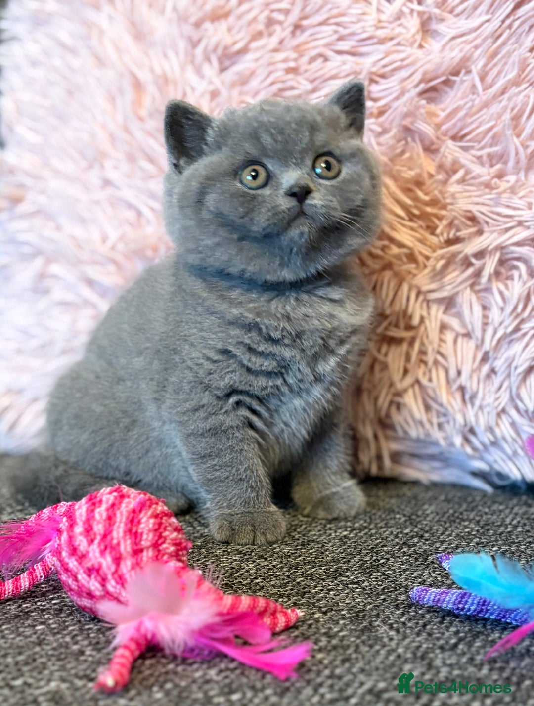 British Shorthair cats for sale: British Shorthair Male Kitten (GCCF) - Advert 19