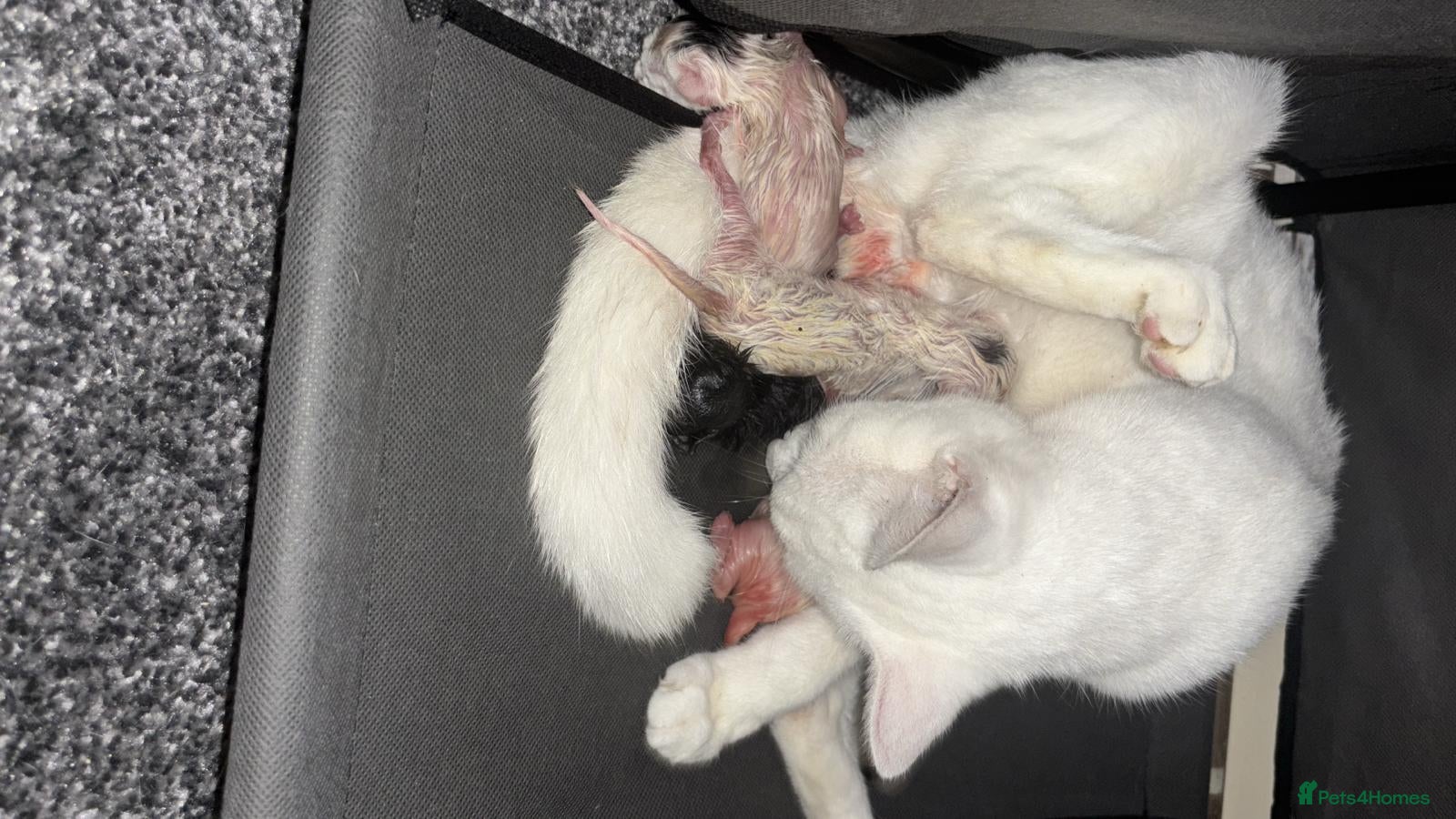 Mixed Breed cats 5 Kittens for sale - Advert 3