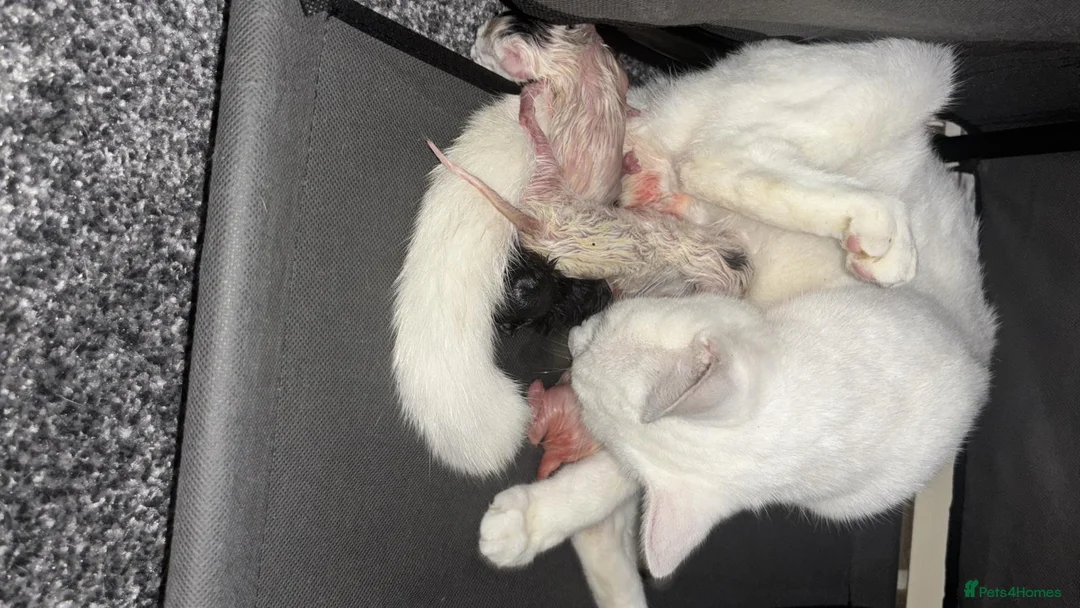 Mixed Breed cats for sale: 5 Kittens for sale in Blackpool - Advert 1