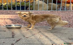 Mixed Breed dogs for adoption: Bambi - In Ayr looking for a home  - Image 6