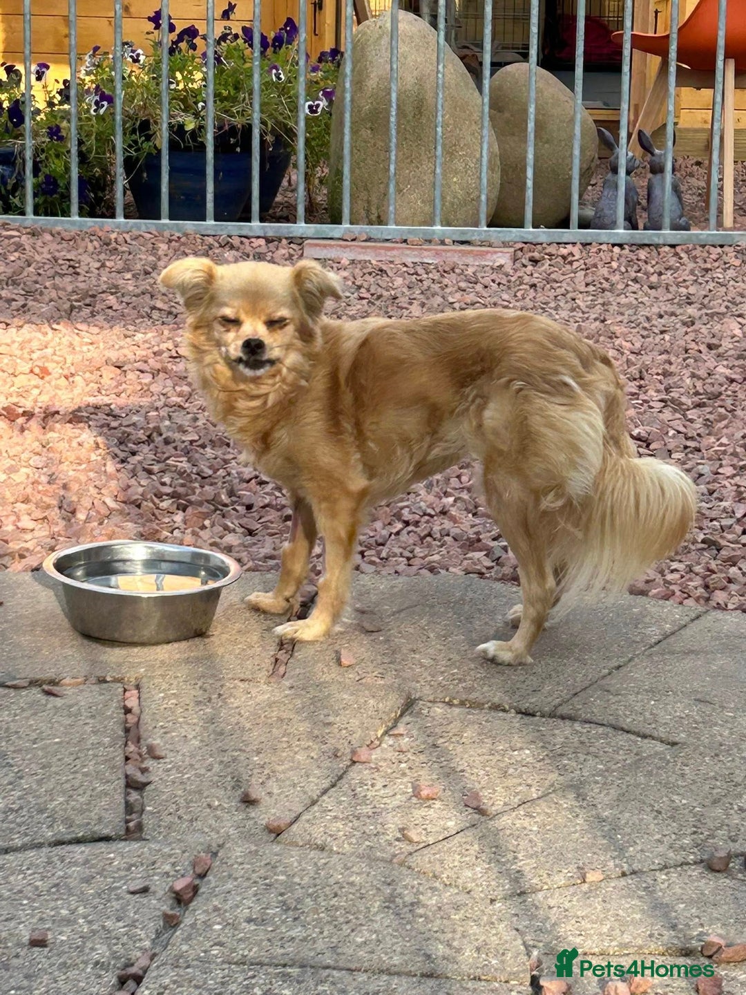 Mixed Breed dogs for adoption: Bambi - In Ayr looking for a home  - Image 6