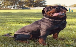 Rottweiler dogs for sale: Big boned chunky Rottweiler puppies - Image 10