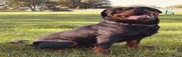 Rottweiler dogs for sale: Big boned chunky Rottweiler puppies - Advert 8