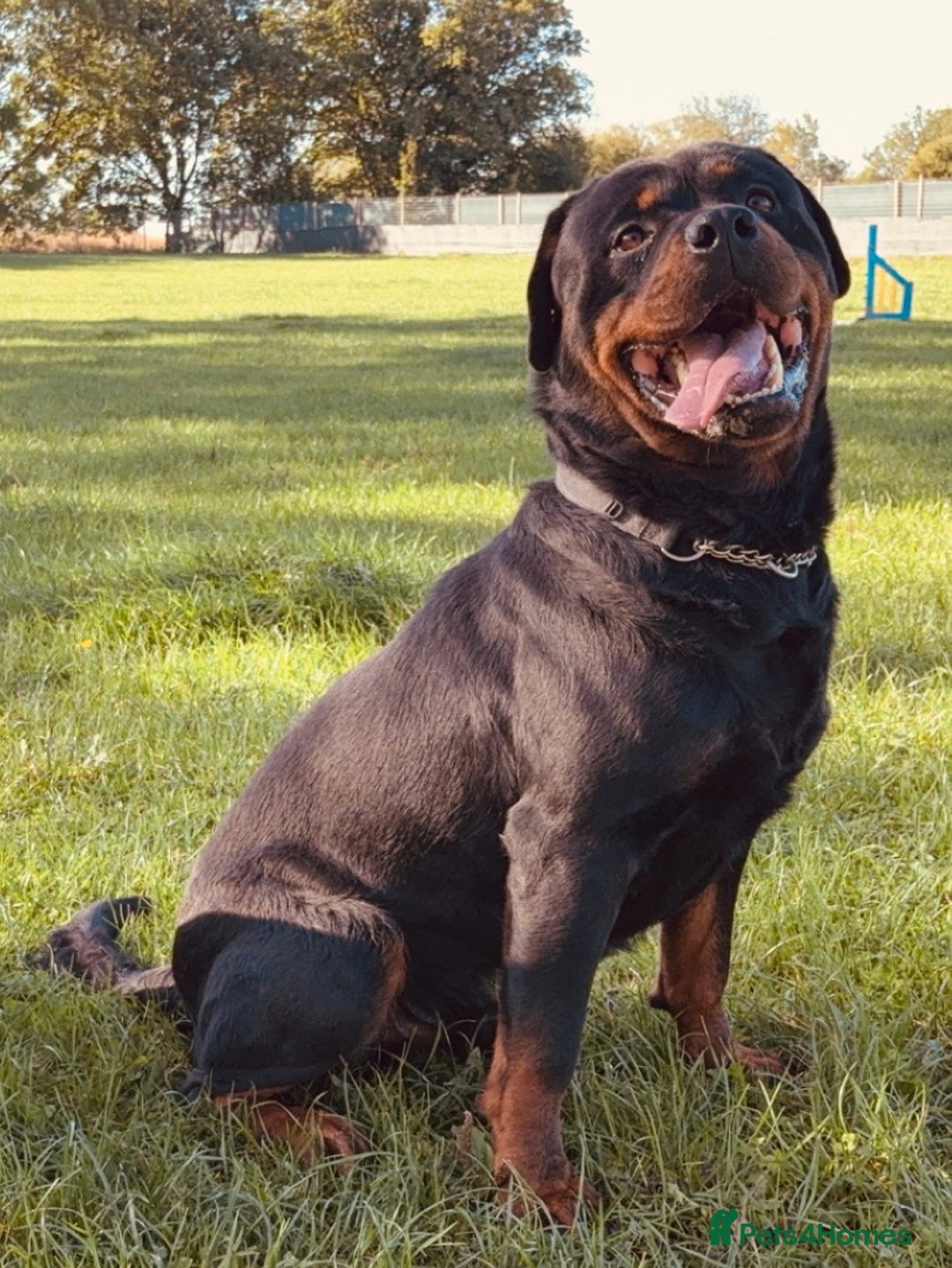 Rottweiler dogs for sale: Big boned chunky Rottweiler puppies - Image 10