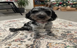 Cockapoo dogs for sale: F2b Cockapoo Puppies - 3 x girls still available - Image 5