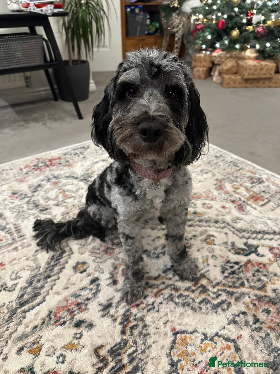 Cockapoo dogs for sale: F2b Cockapoo Puppies - 3 x girls still available - Image 5