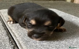 Jack Russell dogs for sale: 6 Jack Russell Puppies  - Advert 10