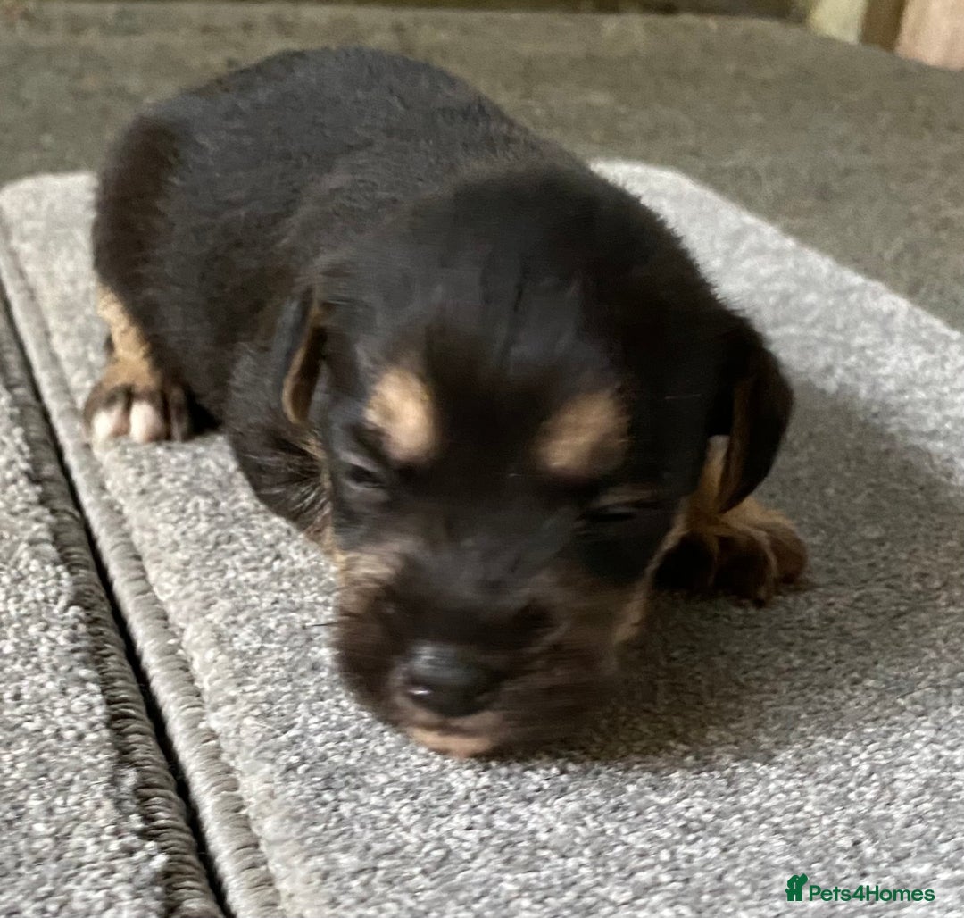 Jack Russell dogs for sale: 6 Jack Russell Puppies  - Advert 10