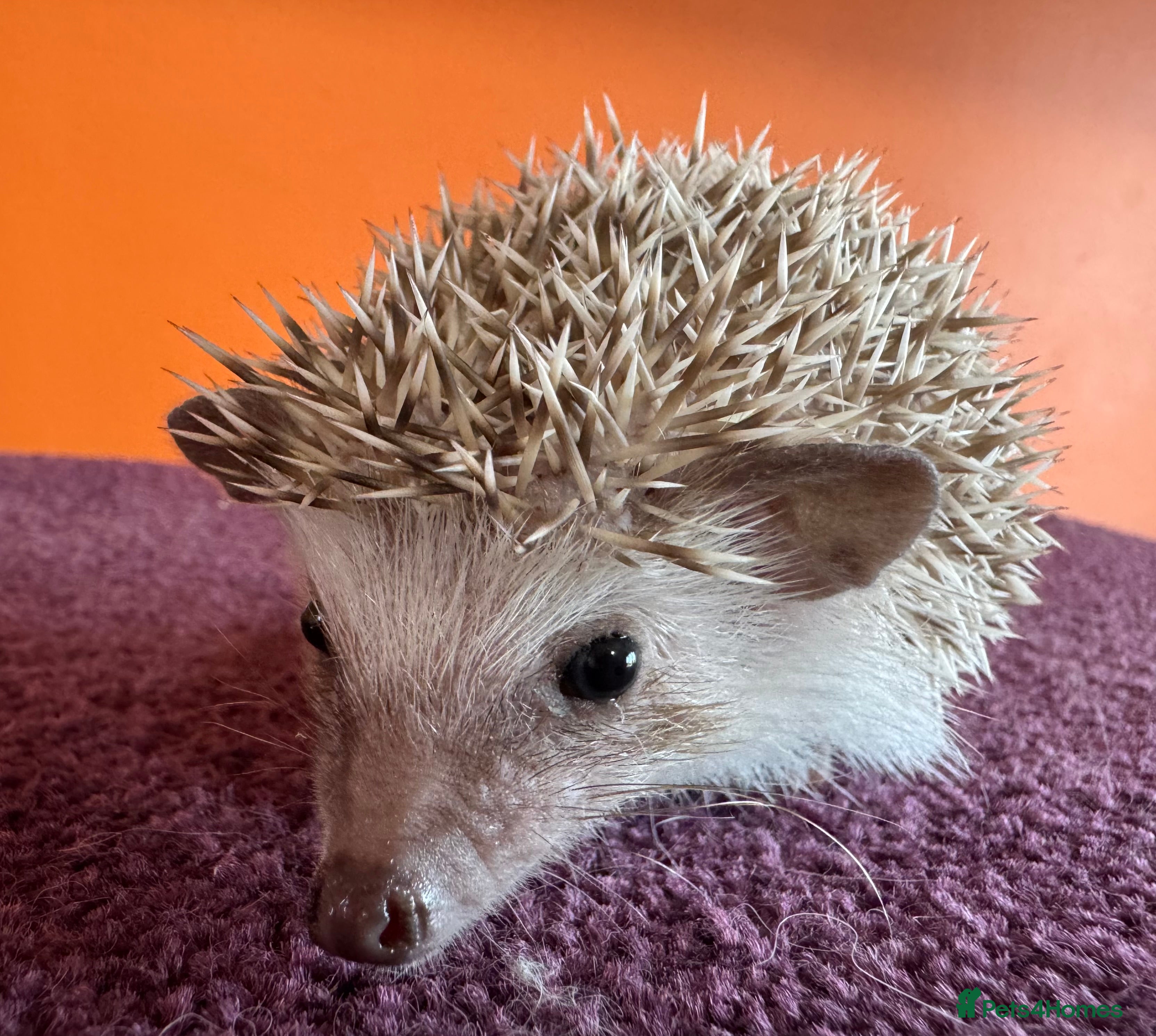 Pygmy Hedgehog rodents Last baby African Pygmy hedgehogs for sale - Advert 17