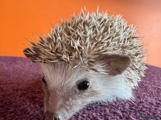 Pygmy Hedgehog rodents Last baby African Pygmy hedgehogs for sale - Advert 17
