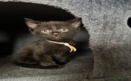 Mixed Breed cats for sale: 3 beautiful girls looking for their forever home  - Image 1