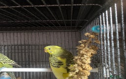 Lovebirds birds for sale: 3 pairs of budgies - Image 9