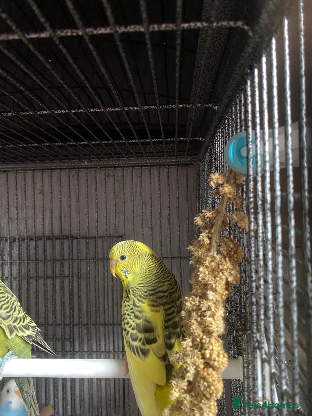 Lovebirds birds for sale: 3 pairs of budgies - Image 9