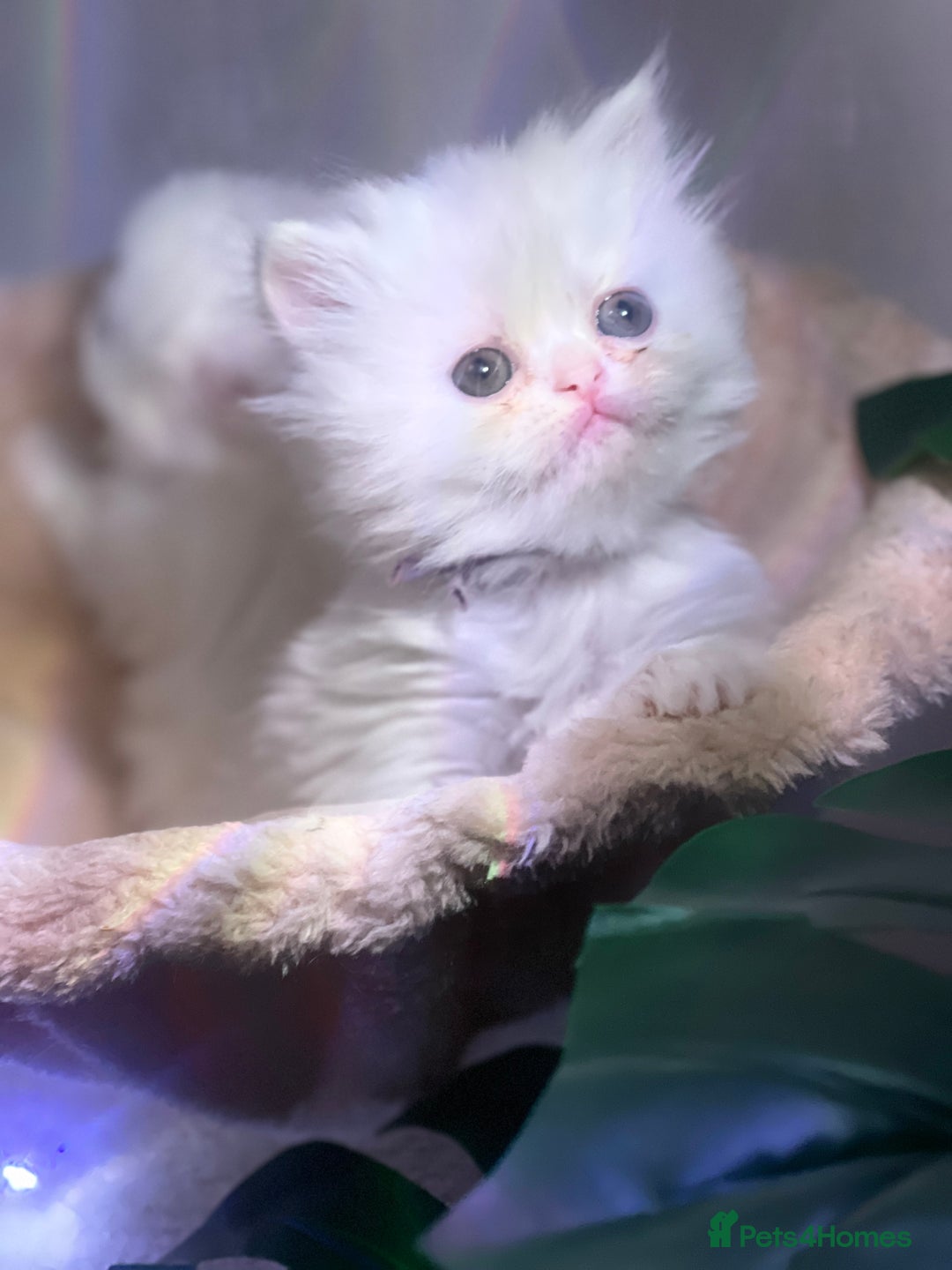 Persian cats for sale: ♥️🍃 ꨁ EXOTIC PERSIAN DOLL FACE KITTENS FOR SALE - Advert 27