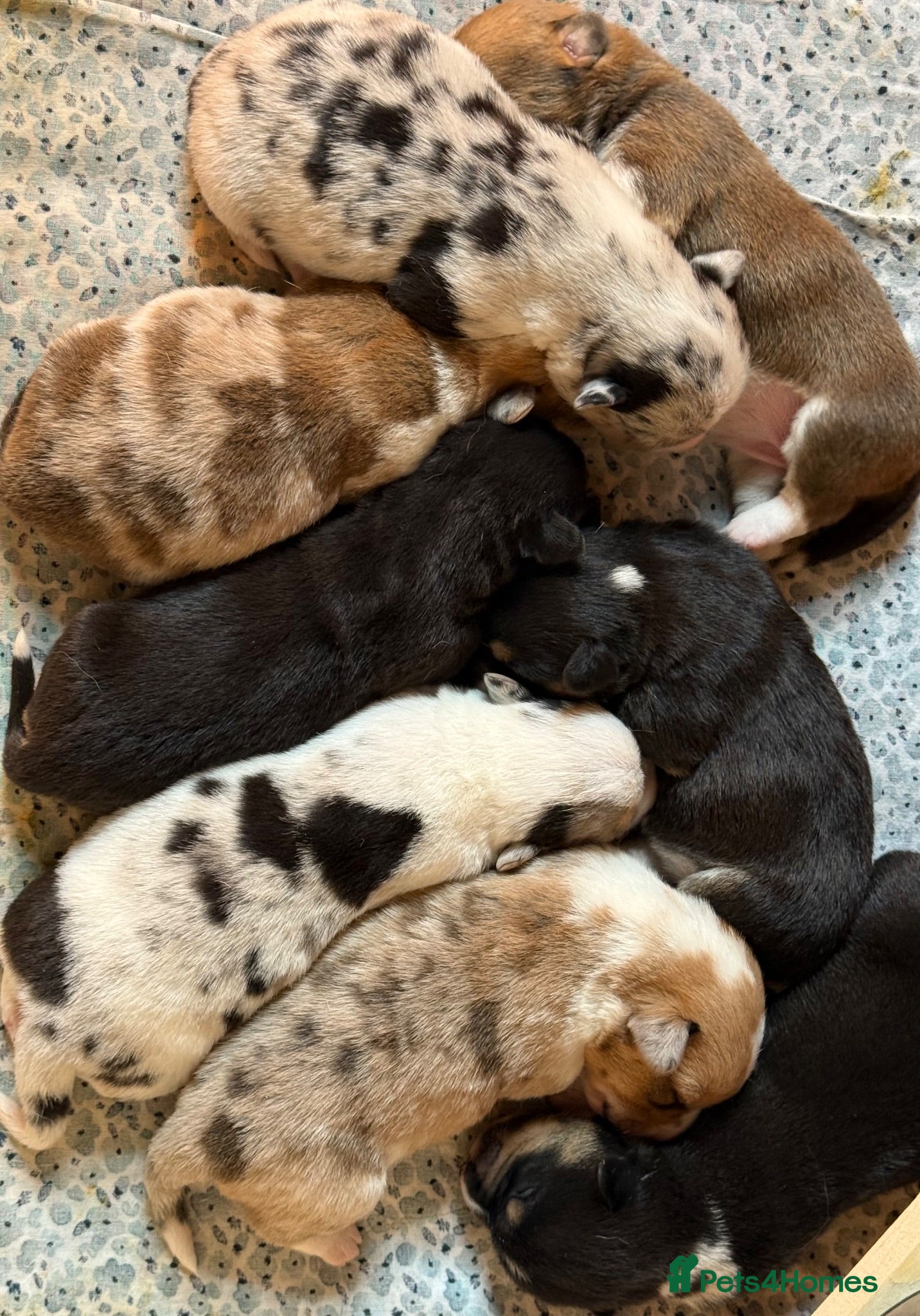 Welsh Corgi Cardigan dogs Welsh Corgi Cardigan puppies  - Advert 3