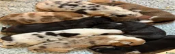 Welsh Corgi Cardigan dogs for sale: Welsh Corgi Cardigan puppies  - Advert 1