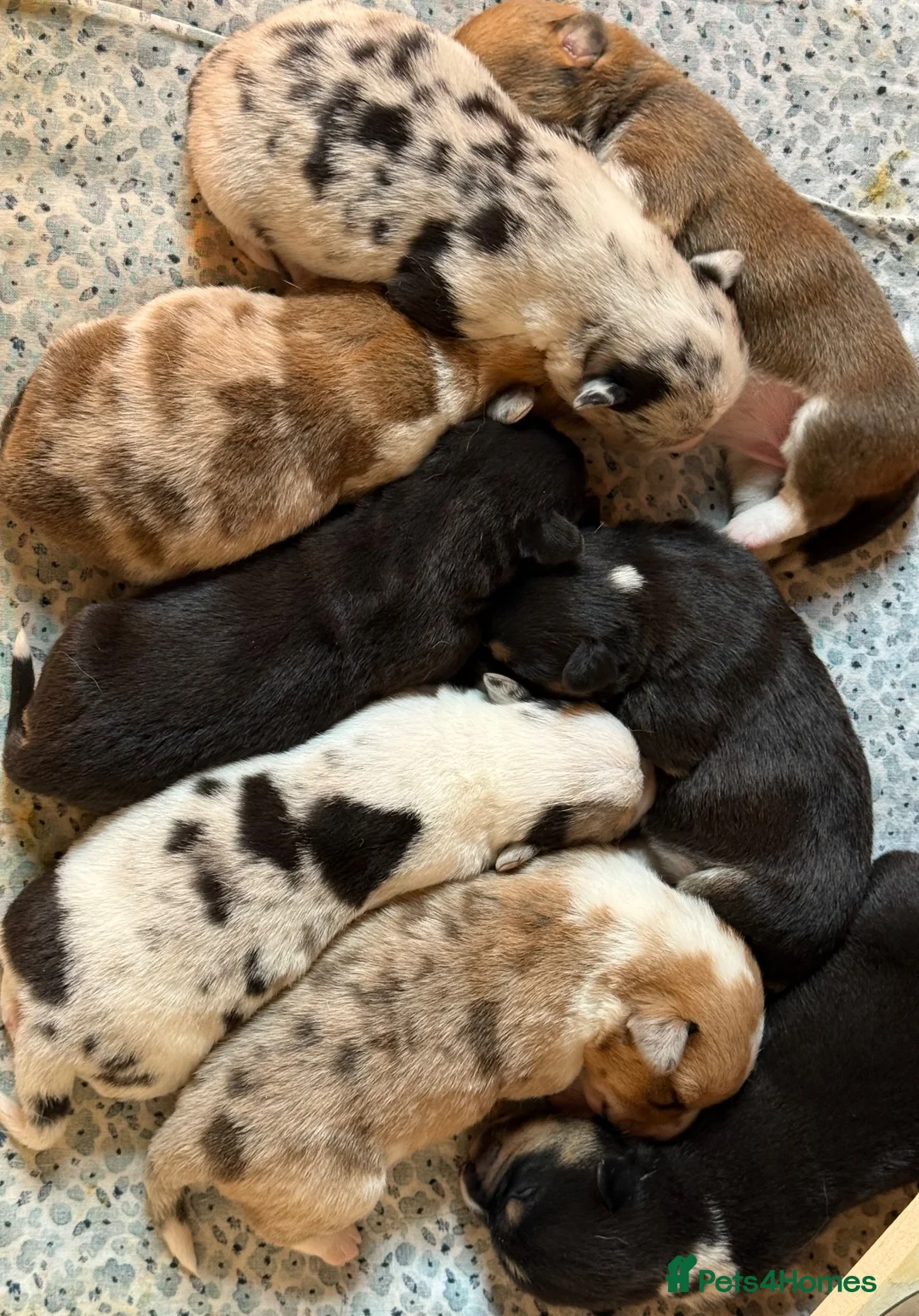 Welsh Corgi Cardigan dogs for sale: Welsh Corgi Cardigan puppies  - Advert 1
