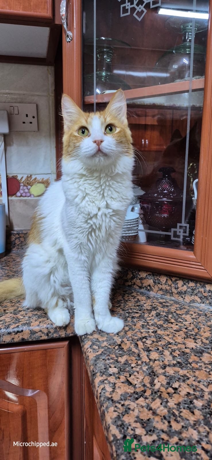 Mixed Breed cats Wednesday  - Advert 21