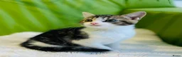 Mixed Breed cats for sale: Kittens for sale ,mixed breed, wonderful behaviour - Advert 29