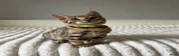 Bengal cats for sale: 🐆 Adorable pedigree Bengal kittens 🐆 - Advert 15
