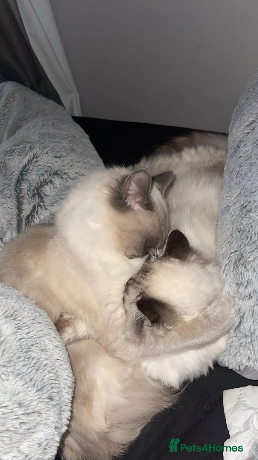Ragdoll cats for sale: Queen GCCF Ragdoll - Advert 2