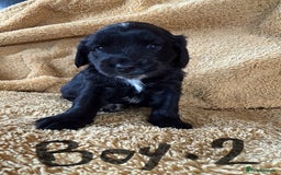Cockapoo dogs for sale: Cockapoos puppies 2 girls 2 boys - Image 1