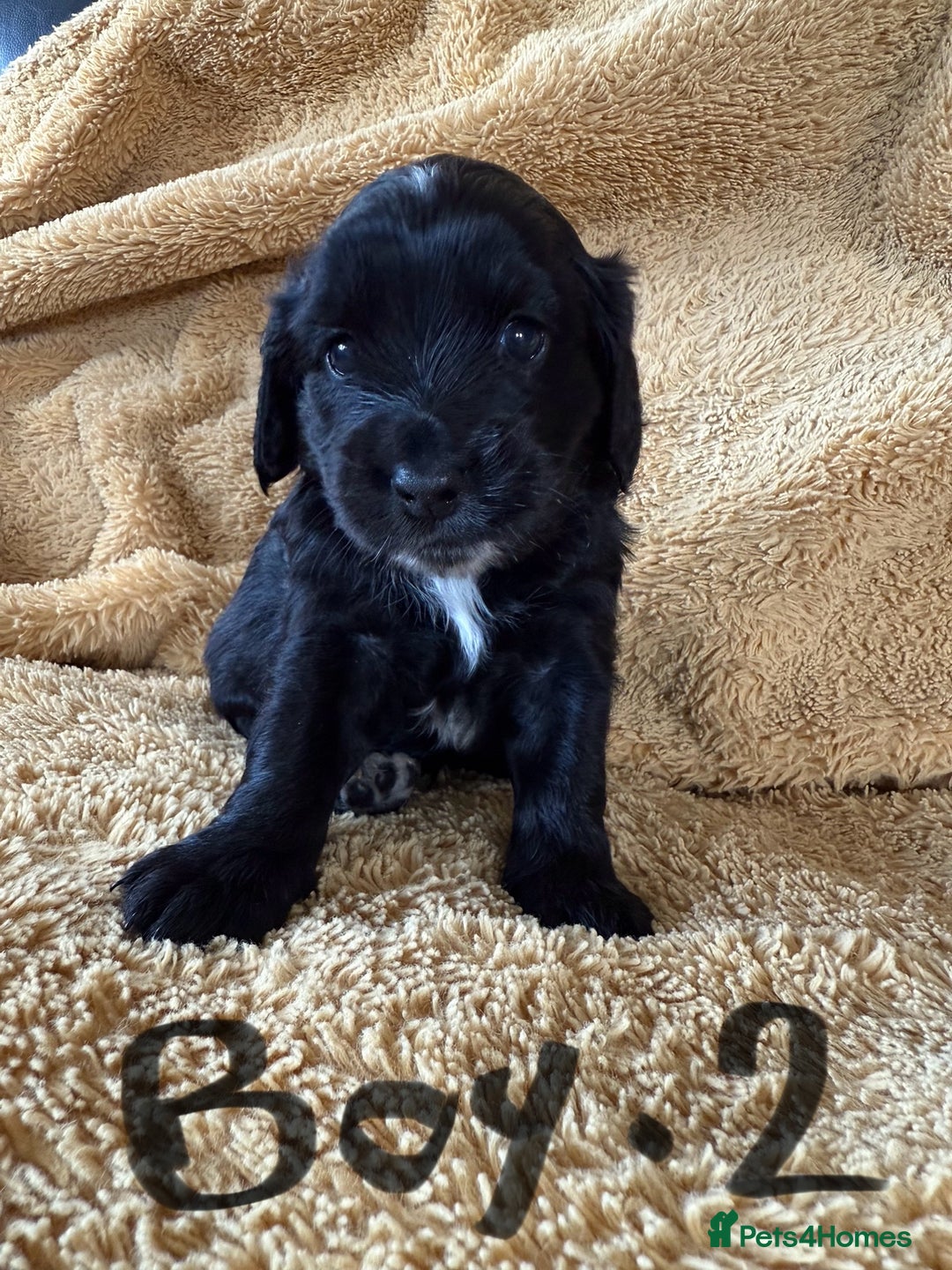 Cockapoo dogs for sale: Cockapoos puppies 2 girls 2 boys - Image 1