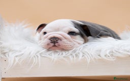 English Bulldog dogs for stud: HEALTH TESTED CLEAR & BOAS GRADED ZERO KC REG in Doncaster - Image 15