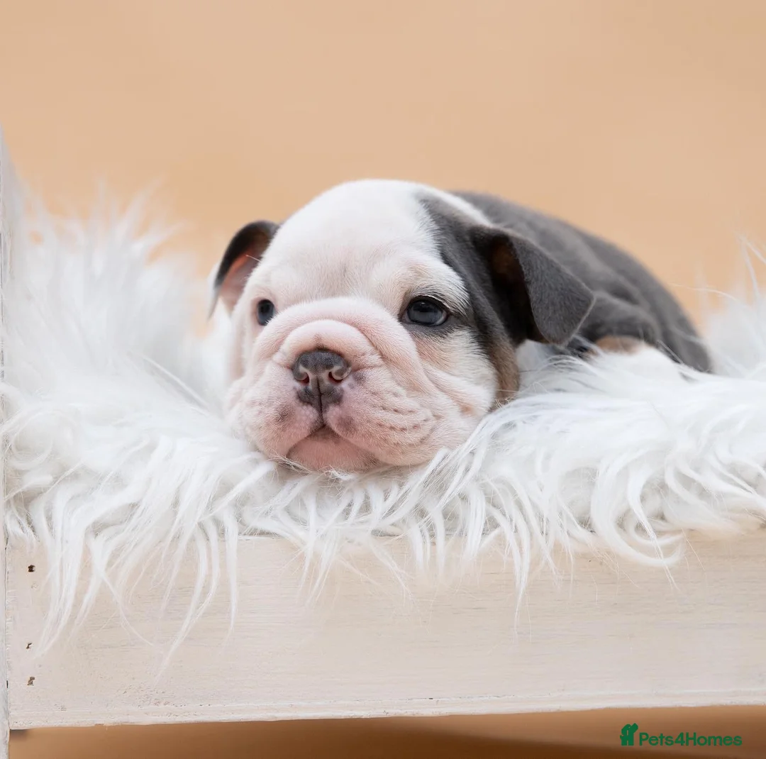 English Bulldog dogs for stud: HEALTH TESTED CLEAR & BOAS GRADED ZERO KC REG in Doncaster - Advert 15